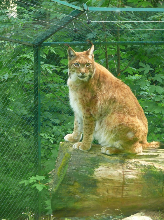 2009-06_opelzoo_039.JPG