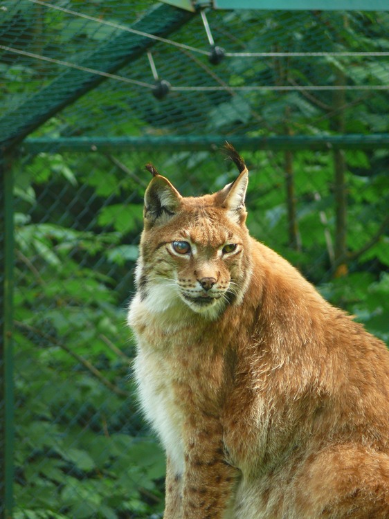 2009-06_opelzoo_040.JPG