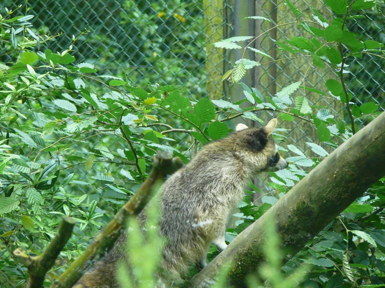 2009-06_opelzoo_041.JPG