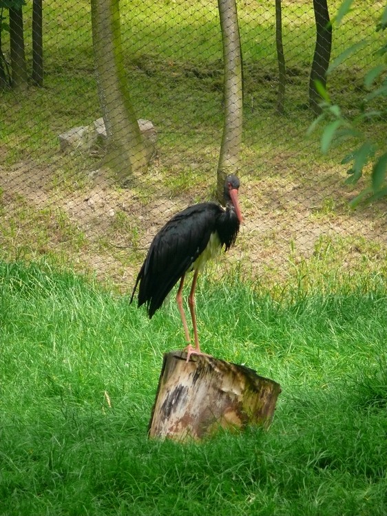 2009-06_opelzoo_042.JPG