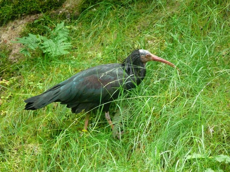 2009-06_opelzoo_044.JPG