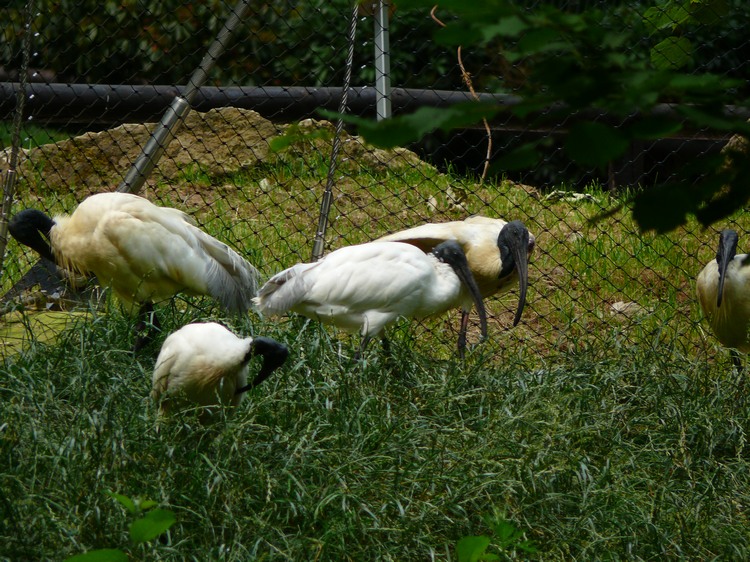 2009-06_opelzoo_045.JPG