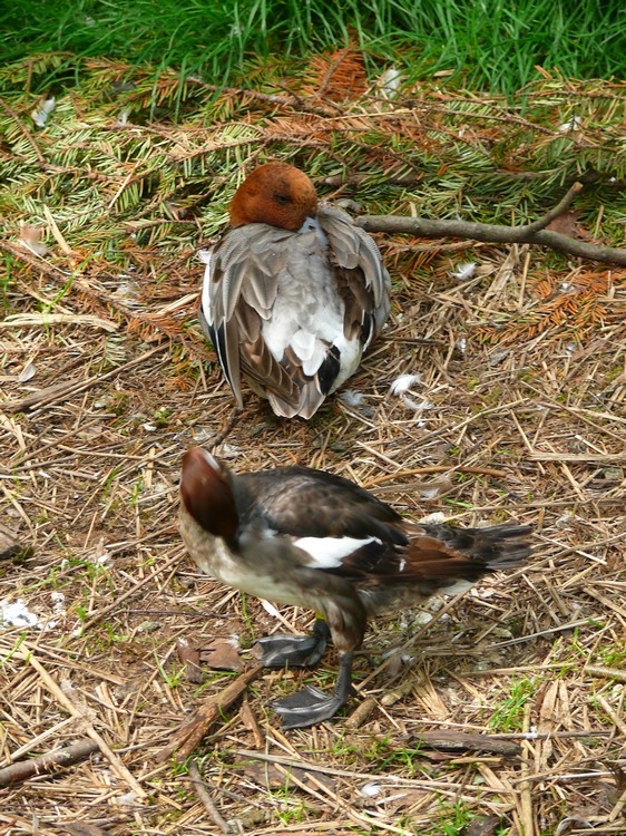 2009-06_opelzoo_046.JPG