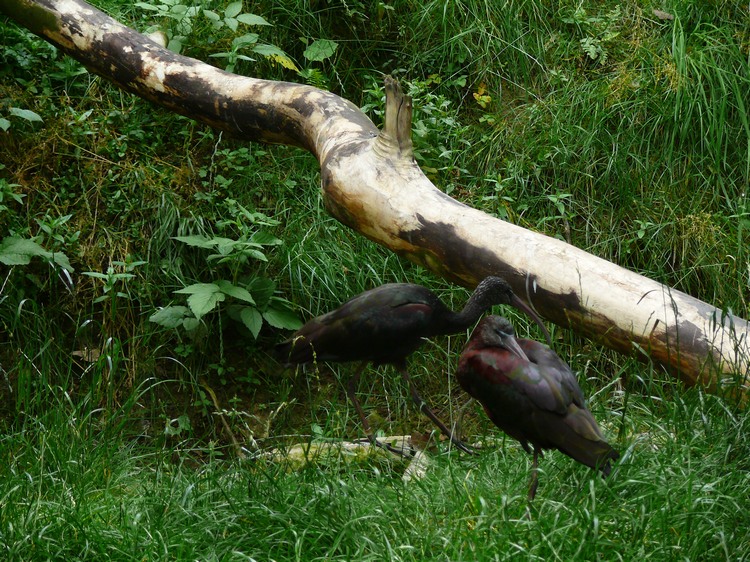 2009-06_opelzoo_047.JPG