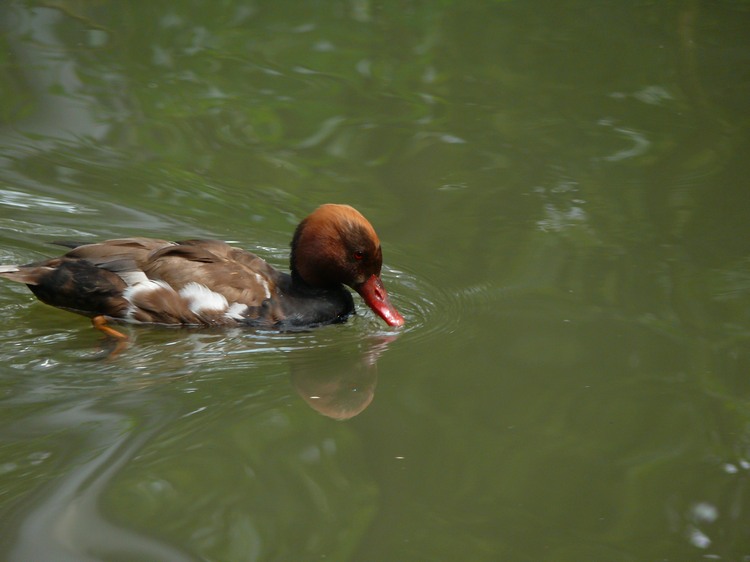 2009-06_opelzoo_048.JPG