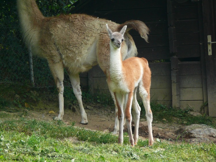 2009-06_opelzoo_050.JPG