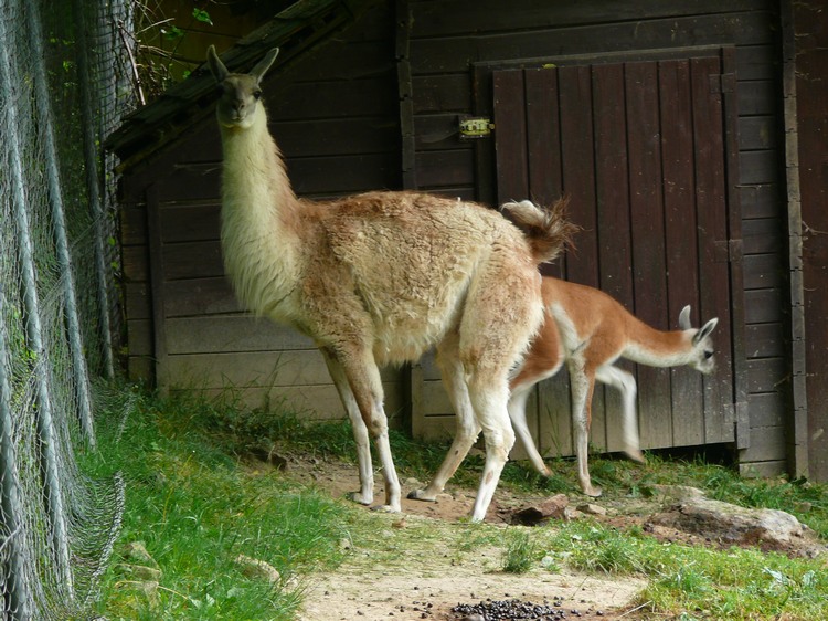 2009-06_opelzoo_051.JPG