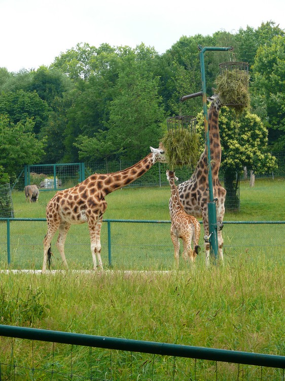 2009-06_opelzoo_052.JPG