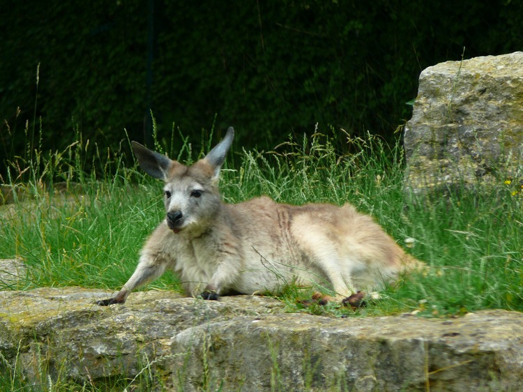 2009-06_opelzoo_053.JPG