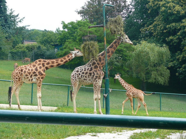 2009-06_opelzoo_054.JPG