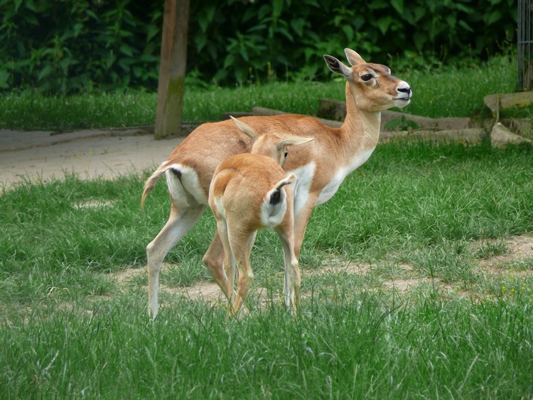 2009-06_opelzoo_057.JPG