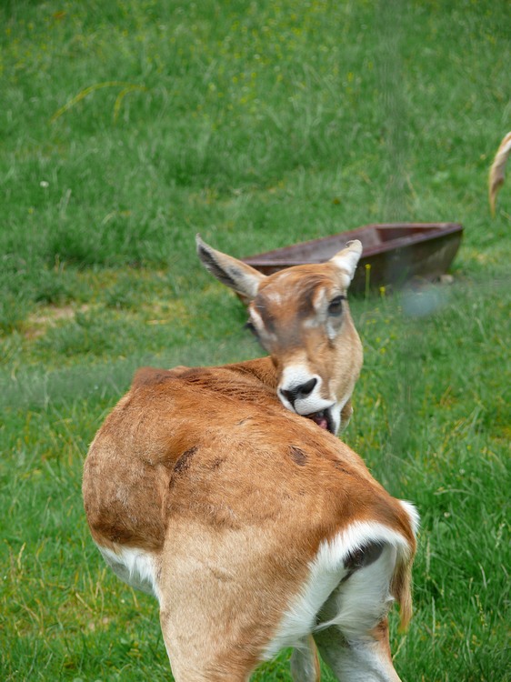 2009-06_opelzoo_058.JPG