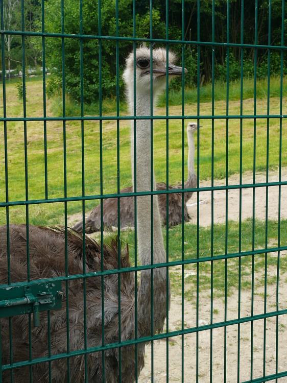 2009-06_opelzoo_059.JPG