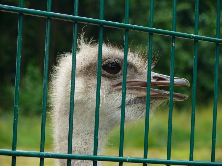 2009-06_opelzoo_060.JPG