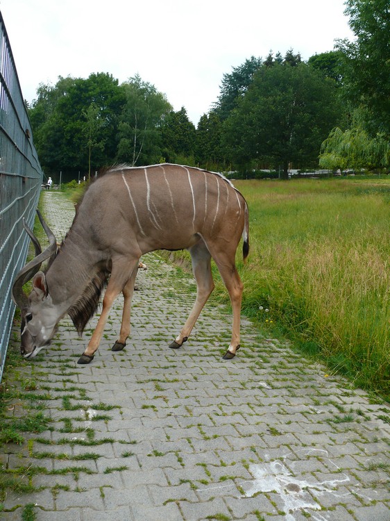 2009-06_opelzoo_061.JPG