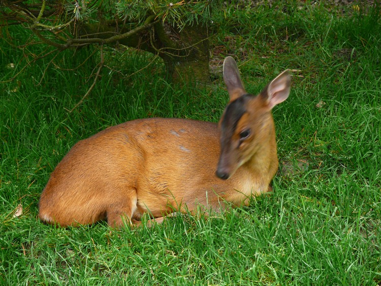 2009-06_opelzoo_064.JPG