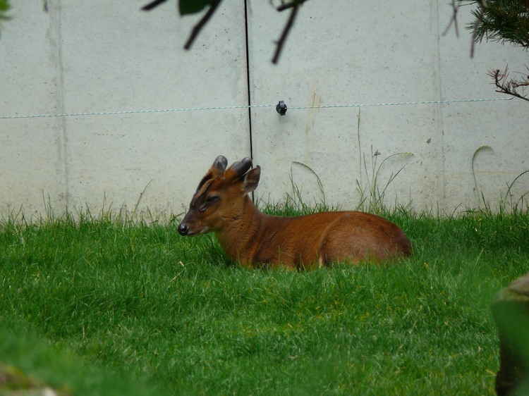 2009-06_opelzoo_065.JPG