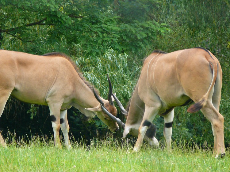 2009-06_opelzoo_067.JPG