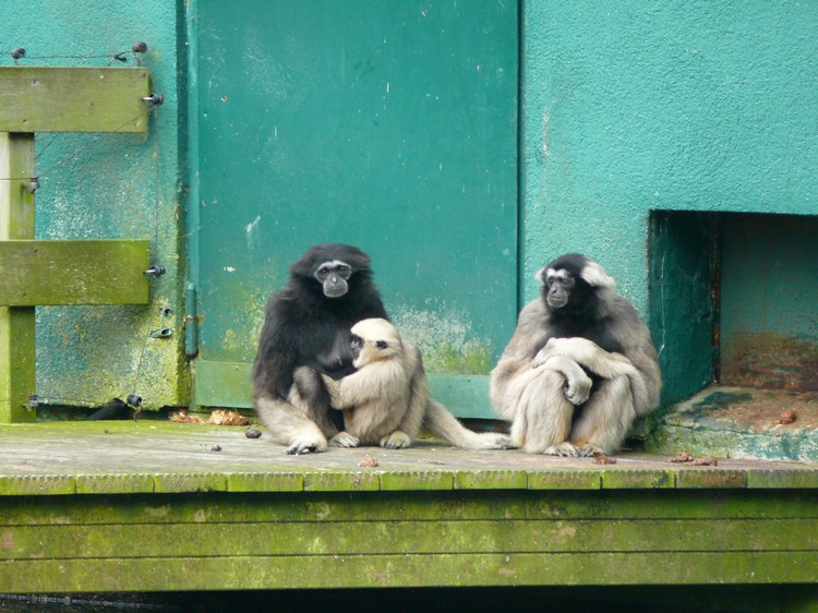 2009-06_opelzoo_070.JPG