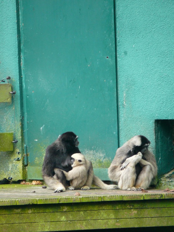 2009-06_opelzoo_071.JPG