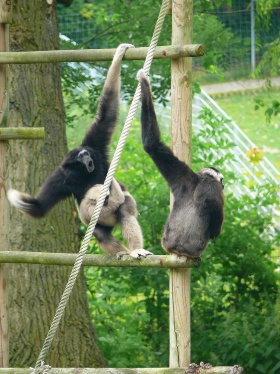 2009-06_opelzoo_073.JPG