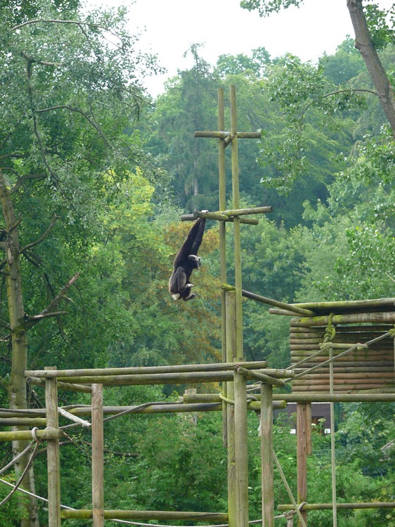 2009-06_opelzoo_075.JPG