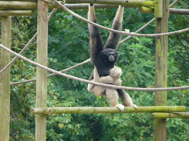 2009-06_opelzoo_076.JPG