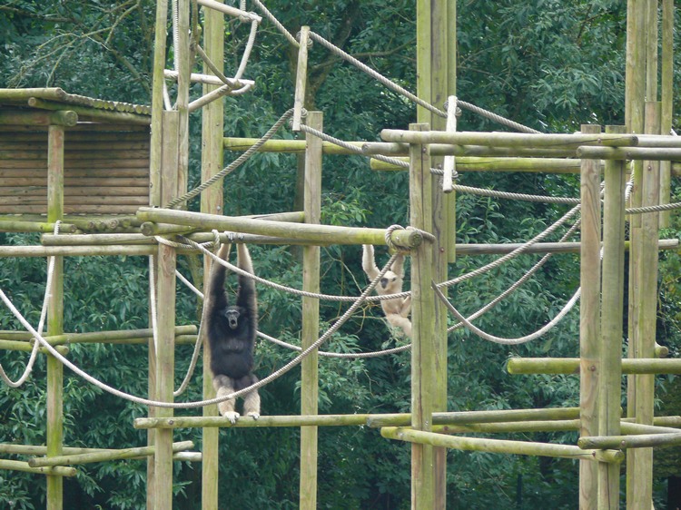 2009-06_opelzoo_077.JPG