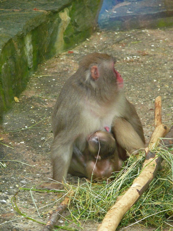 2009-06_opelzoo_080.JPG