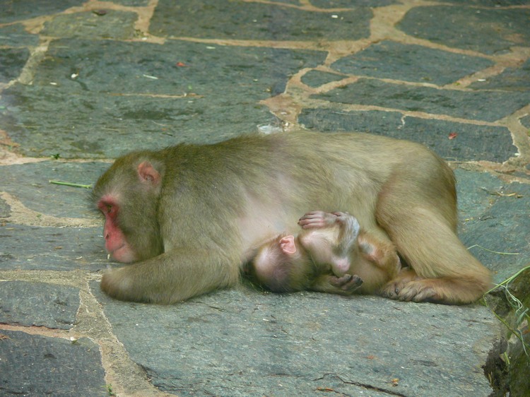 2009-06_opelzoo_081.JPG