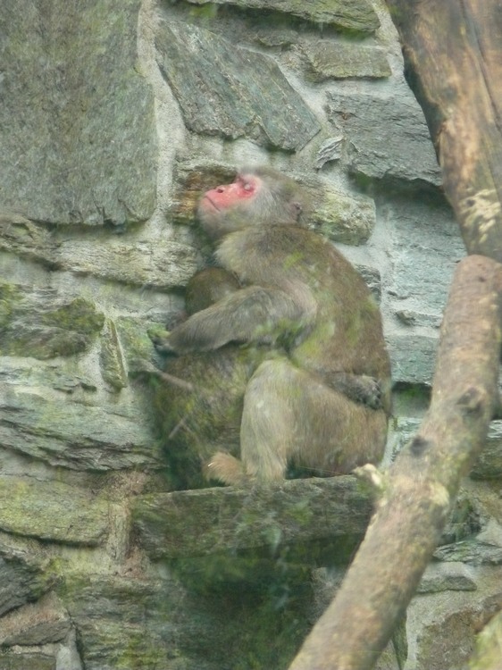 2009-06_opelzoo_082.JPG