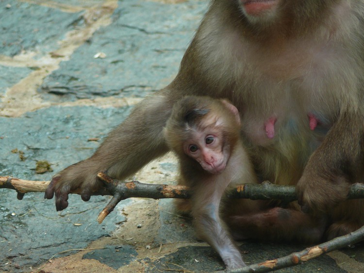 2009-06_opelzoo_083.JPG