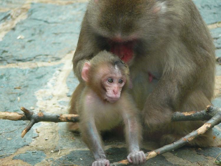 2009-06_opelzoo_084.JPG