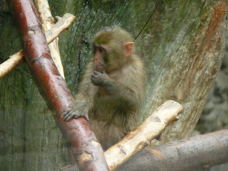 2009-06_opelzoo_085.JPG