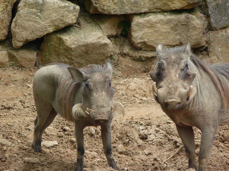 2009-06_opelzoo_086.JPG