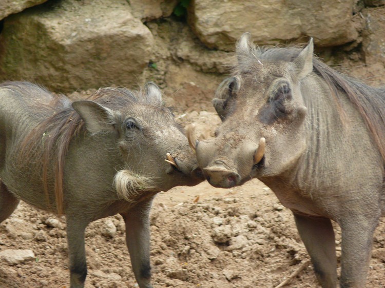 2009-06_opelzoo_087.JPG