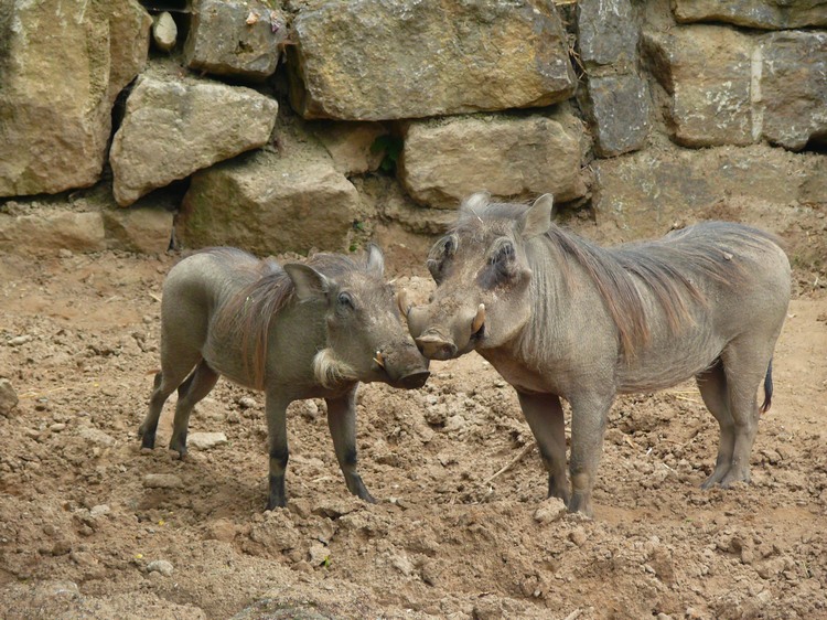 2009-06_opelzoo_088.JPG