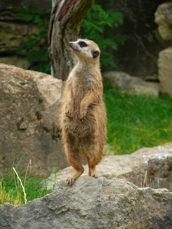 2009-06_opelzoo_089.JPG