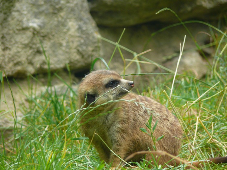 2009-06_opelzoo_091.JPG