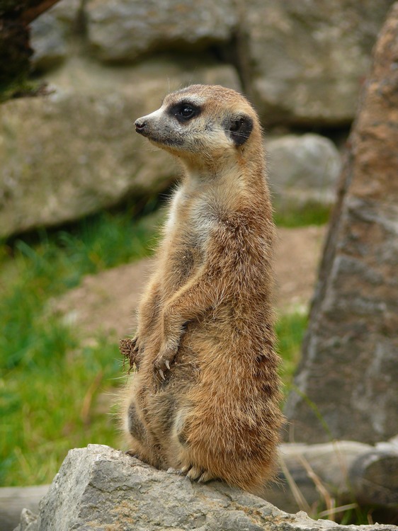 2009-06_opelzoo_092.JPG