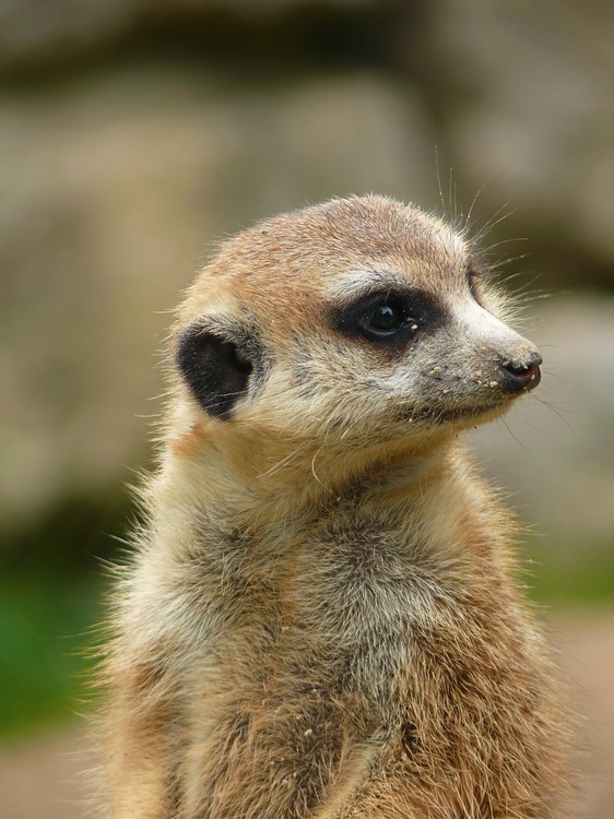 2009-06_opelzoo_093.JPG