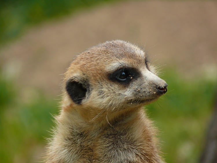 2009-06_opelzoo_094.JPG