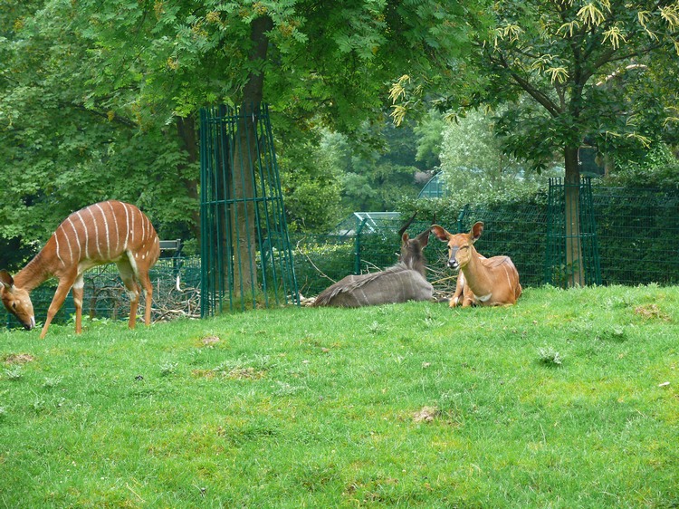 2009-06_opelzoo_095.JPG