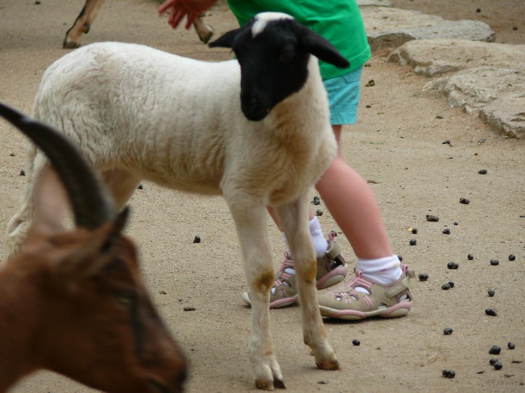 2009-06_opelzoo_096.JPG