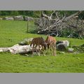 2009-06_opelzoo_003.JPG