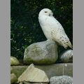 2009-06_opelzoo_036.JPG