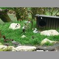 2009-06_opelzoo_043.JPG