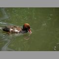 2009-06_opelzoo_048.JPG