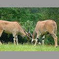 2009-06_opelzoo_067.JPG