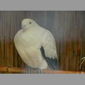 2009-06_opelzoo_079.JPG